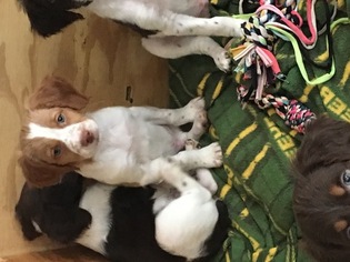 Brittany Litter for sale in DU BOIS, PA, USA