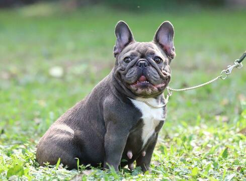 Medium Photo #1 French Bulldog Puppy For Sale in FLUSHING, NY, USA