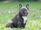 Small Photo #1 French Bulldog Puppy For Sale in FLUSHING, NY, USA