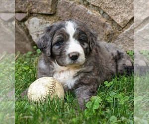 Medium Miniature Bernedoodle