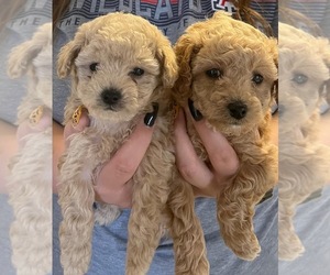 Poodle (Toy) Litter for sale in TUCSON, AZ, USA