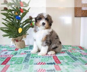 Aussiedoodle Miniature  Litter for sale in MILLERSBURG, OH, USA