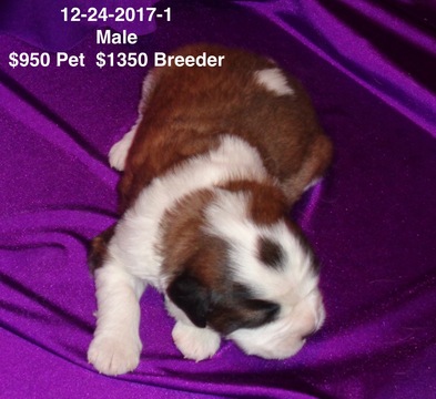 Medium Photo #1 Saint Bernard Puppy For Sale in IMPERIAL, MO, USA