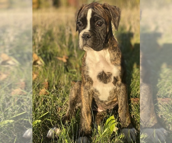 Medium Photo #1 Boxer Puppy For Sale in WAUKESHA, WI, USA