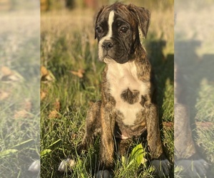 Boxer Litter for sale in WAUKESHA, WI, USA