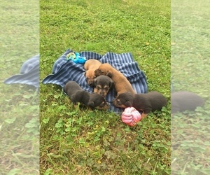 Jack Russell Terrier-Patterdale Terrier Mix Litter for sale in HARRISBURG, PA, USA