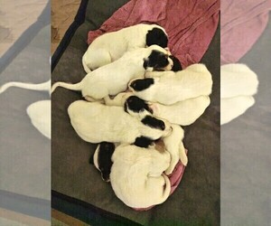 Llewellin Setter Litter for sale in RALEIGH, NC, USA