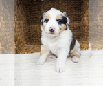 Small Photo #1 Australian Shepherd Puppy For Sale in UNIONVILLE, IA, USA