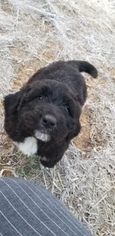 Saint Berdoodle Litter for sale in BRISTOW, OK, USA