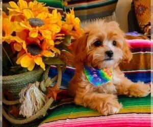 Cavachon-Cavapoo Mix Litter for sale in FREWSBURG, NY, USA