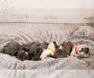 French Bulldog Litter for sale in HOUSTON, TX, USA