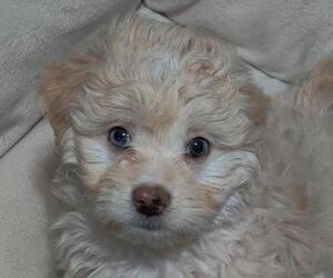 Maltipoo Litter for sale in TUCSON, AZ, USA