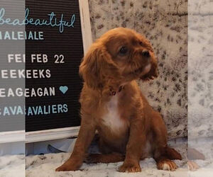 Cavalier King Charles Spaniel Litter for sale in FEDERAL WAY, WA, USA