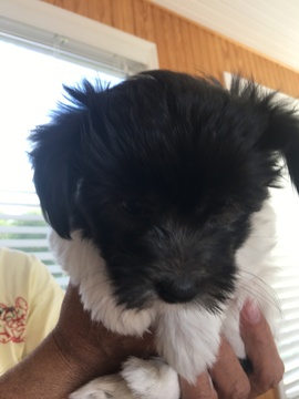 Medium Photo #1 Coton de Tulear Puppy For Sale in MEMPHIS, IN, USA