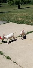 Bull Terrier Litter for sale in JACKSON, MI, USA