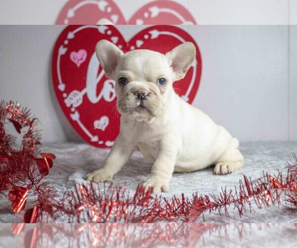 Medium Photo #1 French Bulldog Puppy For Sale in HOLMESVILLE, OH, USA