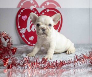 French Bulldog Litter for sale in HOLMESVILLE, OH, USA