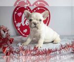 Small Photo #1 French Bulldog Puppy For Sale in HOLMESVILLE, OH, USA