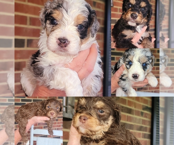 Medium Photo #1 Aussiedoodle Puppy For Sale in CATAWBA, SC, USA
