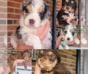 Aussiedoodle Litter for sale in CATAWBA, SC, USA