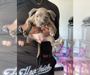 American Bully Litter for sale in YONKERS, NY, USA