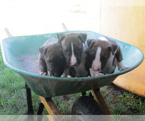Bull Terrier Litter for sale in GREENSBURG, IN, USA