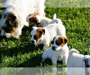 Russell Terrier Litter for sale in APPLE GROVE, WV, USA