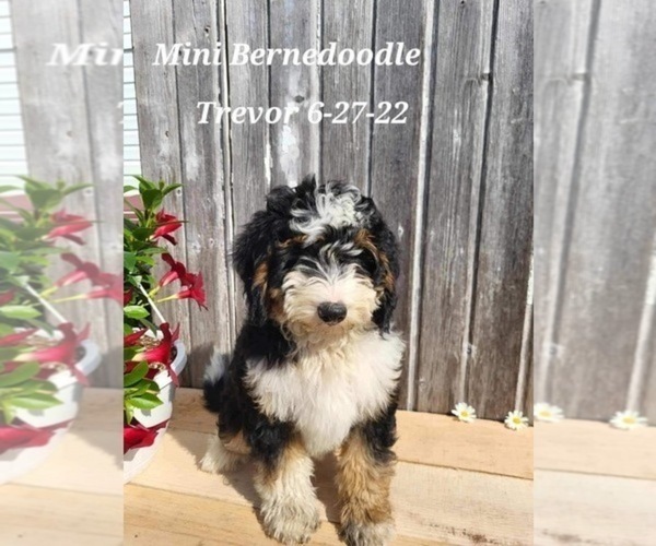 Medium Photo #1 Bernedoodle (Miniature) Puppy For Sale in SHIPSHEWANA, IN, USA