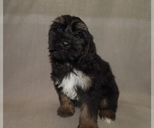 YorkiePoo Litter for sale in PATERSON, NJ, USA