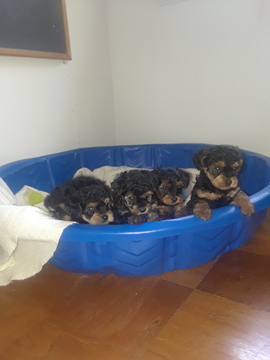 Medium Photo #1 -YorkiePoo Mix Puppy For Sale in LEWISBURG, KY, USA