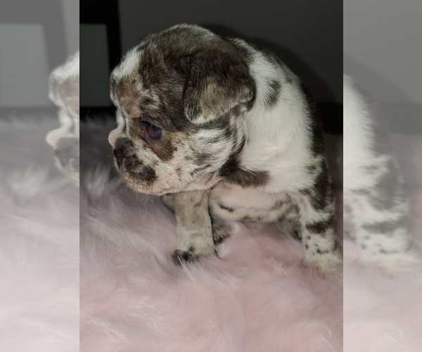 Medium Photo #1 French Bulldog Puppy For Sale in PIONEER, CA, USA