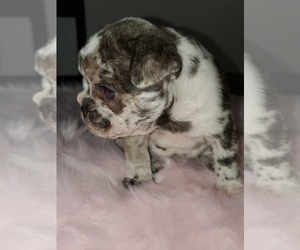 French Bulldog Litter for sale in PIONEER, CA, USA