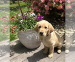Small Photo #1 Golden Labrador Puppy For Sale in CRIMORA, VA, USA