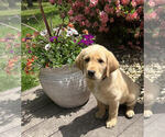 Small Golden Labrador