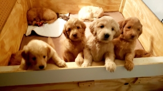 Goldendoodle Litter for sale in BEAN BLOSSOM, IN, USA