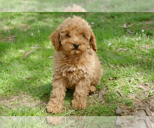 Medium Photo #1 Cock-A-Poo-Poodle (Miniature) Mix Puppy For Sale in SALEM, MO, USA