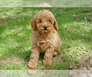 Cock-A-Poo-Poodle (Miniature) Mix Litter for sale in SALEM, MO, USA