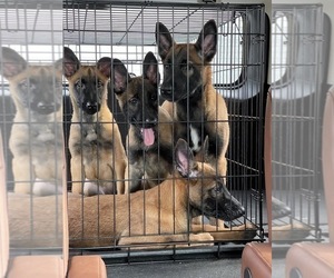 Belgian Malinois Litter for sale in REESEVILLE, WI, USA