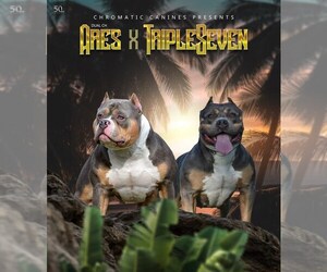 American Bully Litter for sale in CHRISTIANA, TN, USA