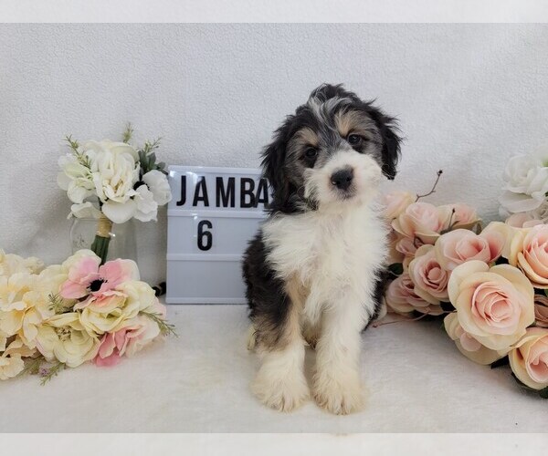 Medium Photo #1 Aussiedoodle Miniature  Puppy For Sale in COLLEGE STA, TX, USA