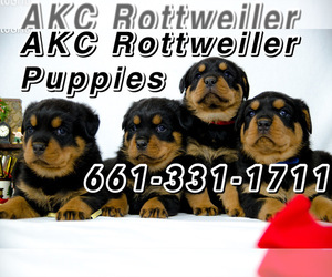 Rottweiler Litter for sale in BAKERSFIELD, CA, USA