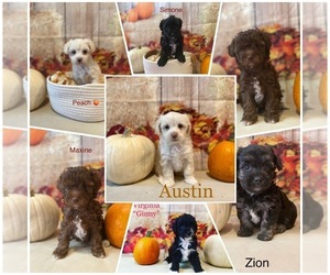 Poodle (Toy) Litter for sale in ACWORTH, GA, USA