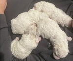 Small Photo #1 Bichon Frise Puppy For Sale in WEST SACRAMENTO, CA, USA