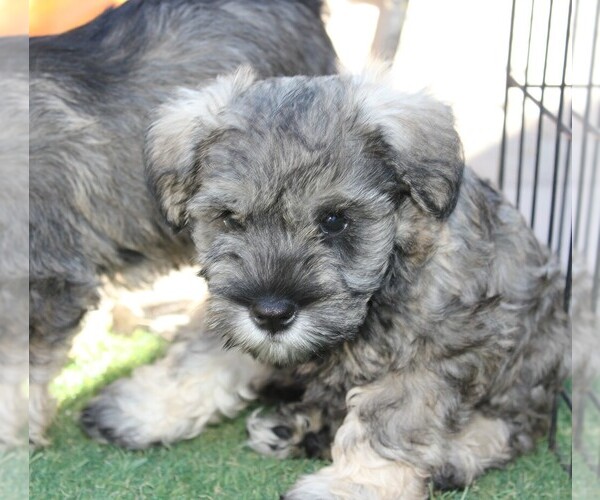 Medium Photo #1 Schnauzer (Miniature) Puppy For Sale in GILBERT, AZ, USA