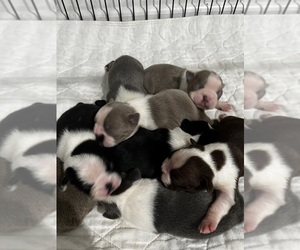 Boston Terrier Litter for sale in COTTONWOOD, CA, USA