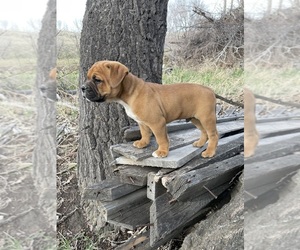 Olde English Bulldogge Litter for sale in FORSYTH, MT, USA