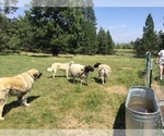 Small Anatolian Shepherd