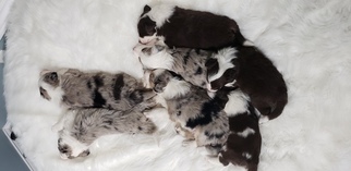 Border Collie Litter for sale in ROCK ISLAND, IL, USA