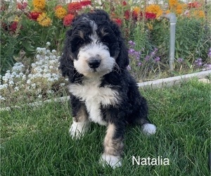 Bernedoodle Litter for sale in BURLEY, ID, USA