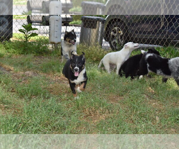 Medium Photo #1 Australian Cattle Dog-Border Collie Mix Puppy For Sale in RIVERDALE, MD, USA